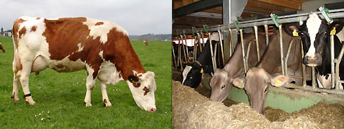 Weideherde und Stallherde